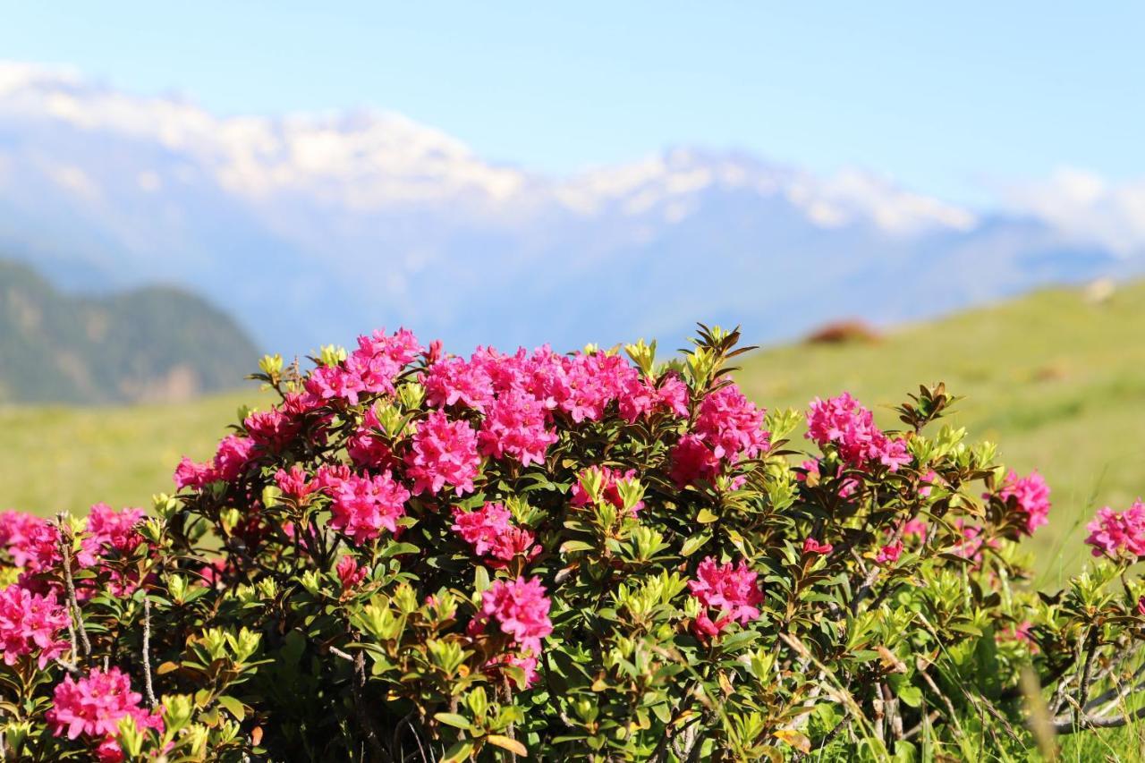 Residence Alpenrose Bressanone Zewnętrze zdjęcie